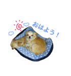 hidebon（個別スタンプ：19）