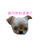 hidebon（個別スタンプ：23）