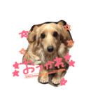 トリ氏（個別スタンプ：15）