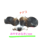 パピヨンのナナコ（個別スタンプ：1）