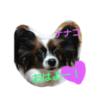 パピヨンのナナコ（個別スタンプ：5）