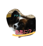 パピヨンのナナコ（個別スタンプ：6）