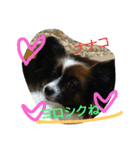 パピヨンのナナコ（個別スタンプ：7）
