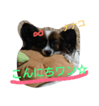 パピヨンのナナコ（個別スタンプ：8）