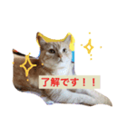 スーニャンスタンプ（個別スタンプ：5）