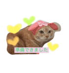 スーニャンスタンプ（個別スタンプ：6）