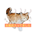 スーニャンスタンプ（個別スタンプ：7）