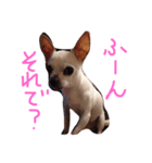 ぼくの名前？ぼくだよ！Boku！（個別スタンプ：1）