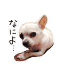 ぼくの名前？ぼくだよ！Boku！（個別スタンプ：2）
