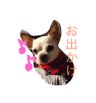 ぼくの名前？ぼくだよ！Boku！（個別スタンプ：8）