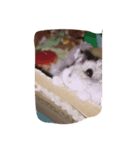 嗚呼みみちゃんのいる日々よ（個別スタンプ：4）
