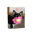 なかよしチワワ（個別スタンプ：1）