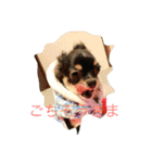 なかよしチワワ（個別スタンプ：3）
