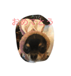 なかよしチワワ（個別スタンプ：7）