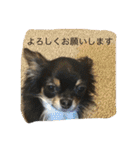 なかよしチワワ（個別スタンプ：9）