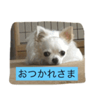 なかよしチワワ（個別スタンプ：10）