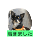 なかよしチワワ（個別スタンプ：11）