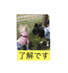 なかよしチワワ（個別スタンプ：12）