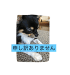 なかよしチワワ（個別スタンプ：13）