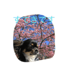 なかよしチワワ（個別スタンプ：14）
