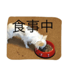 なかよしチワワ（個別スタンプ：15）