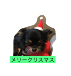 なかよしチワワ（個別スタンプ：16）