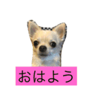 なかよしチワワ（個別スタンプ：17）