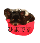 なかよしチワワ（個別スタンプ：19）
