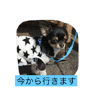 なかよしチワワ（個別スタンプ：20）