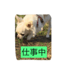 なかよしチワワ（個別スタンプ：21）