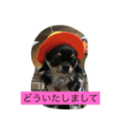 なかよしチワワ（個別スタンプ：23）