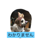 なかよしチワワ（個別スタンプ：24）