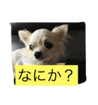なかよしチワワ（個別スタンプ：26）