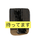 なかよしチワワ（個別スタンプ：27）