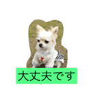 なかよしチワワ（個別スタンプ：29）