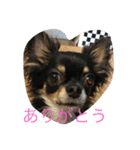 なかよしチワワ（個別スタンプ：31）