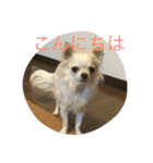 なかよしチワワ（個別スタンプ：32）