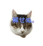 ごまむぎ2017（個別スタンプ：1）
