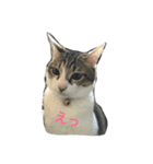 ごまむぎ2017（個別スタンプ：3）