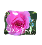 薔薇deスタンプ（個別スタンプ：2）