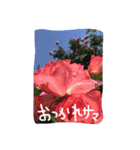 薔薇deスタンプ（個別スタンプ：4）