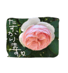 薔薇deスタンプ（個別スタンプ：5）
