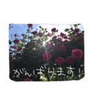 薔薇deスタンプ（個別スタンプ：6）