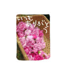 薔薇deスタンプ（個別スタンプ：7）