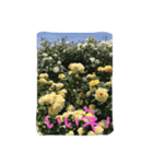 薔薇deスタンプ（個別スタンプ：11）