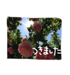 薔薇deスタンプ（個別スタンプ：14）