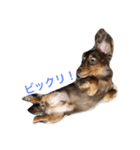 茶色い子（個別スタンプ：1）