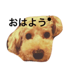 トイプードルのくう（個別スタンプ：1）