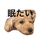 トイプードルのくう（個別スタンプ：2）