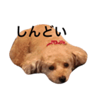 トイプードルのくう（個別スタンプ：4）